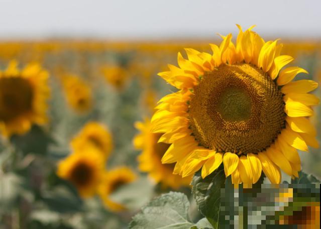 鲜花要想放的更长久，这3步要知道，学会延长两三天