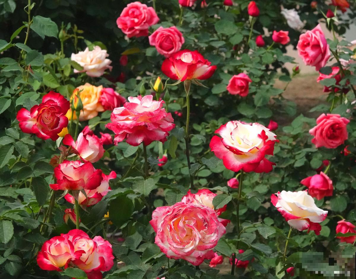 月季如何爆盆的? 月季如何爆盆的?