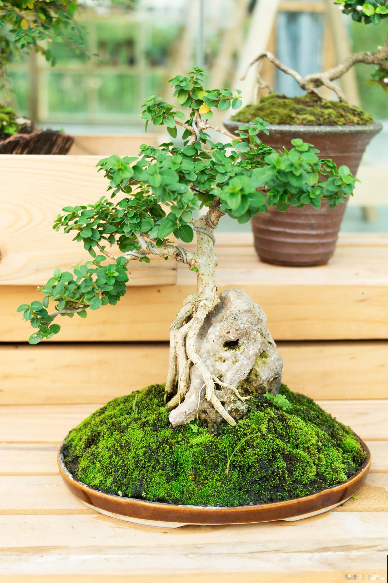 黄荆盆景的养殖方法和注意事项