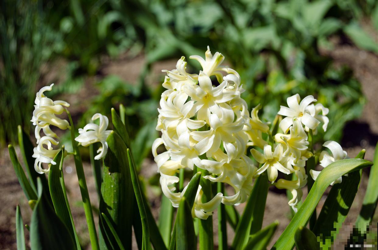 晚香玉多久发芽？