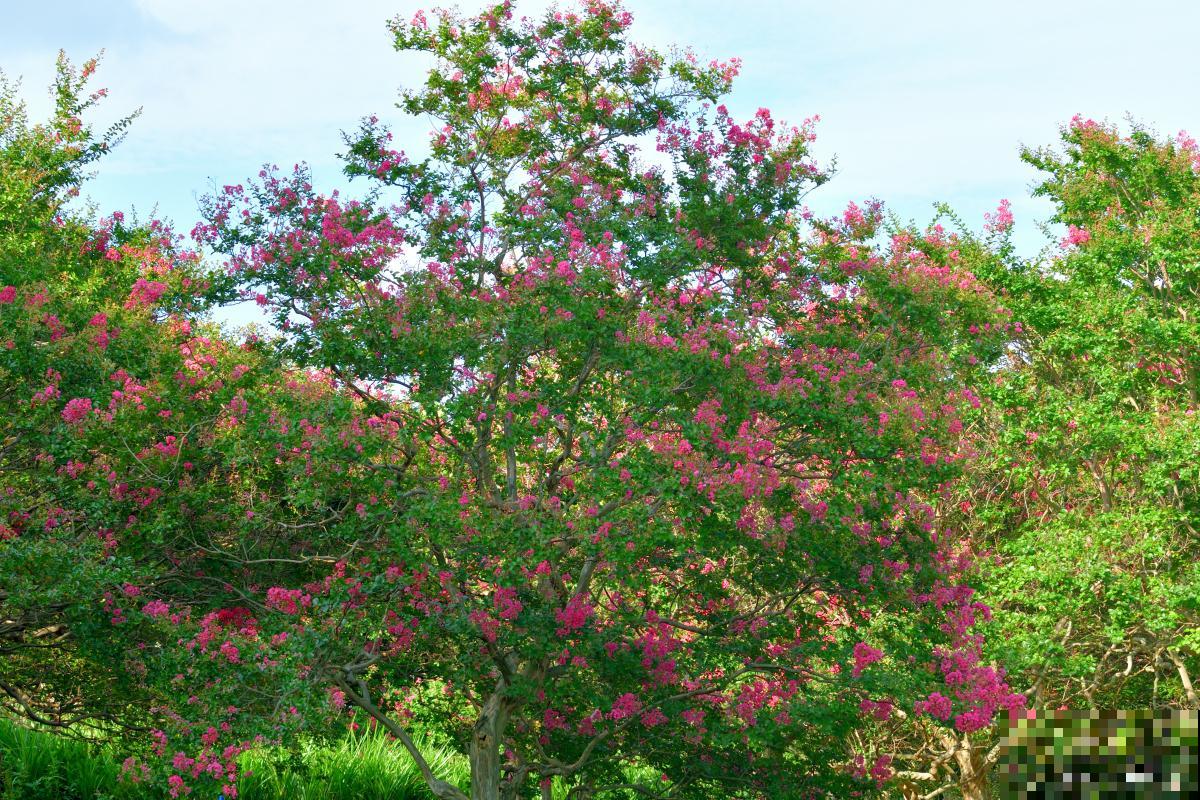 紫薇用的什么土？
