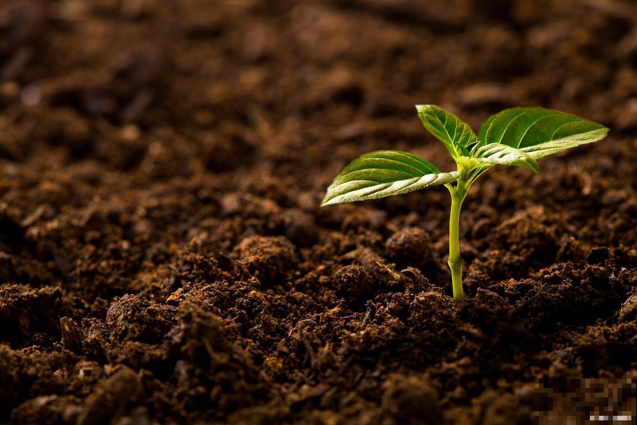 养花的土硬了怎么办