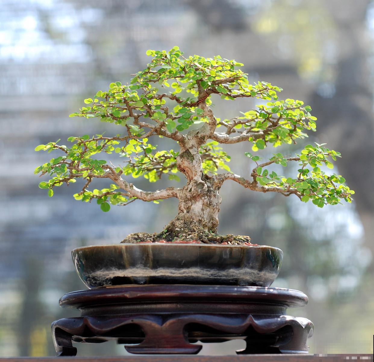 如何给盆景施肥？