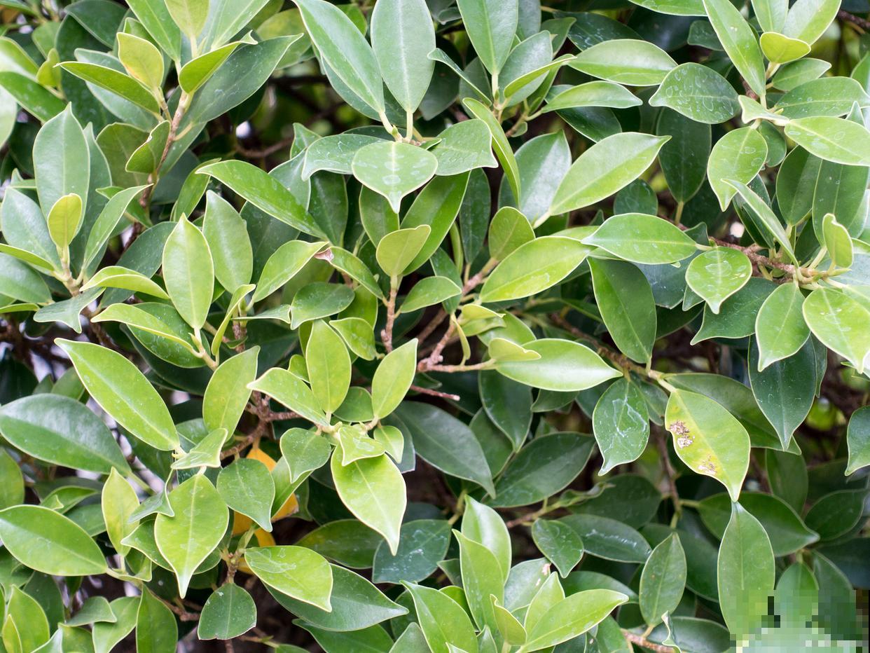 冬青树如何修剪？