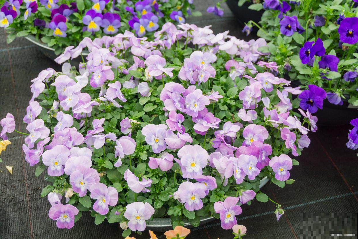 角堇种子怎么收集