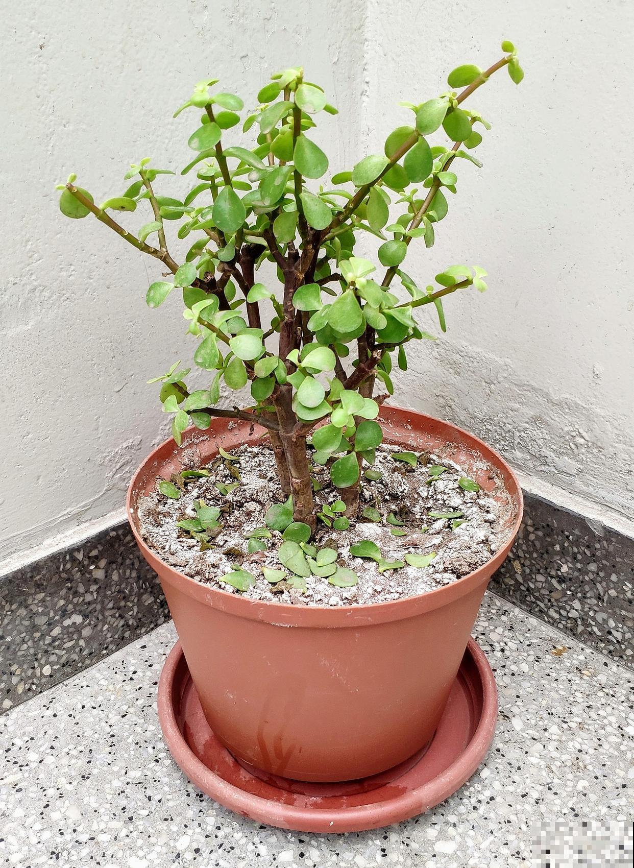 金枝玉叶如何换盆