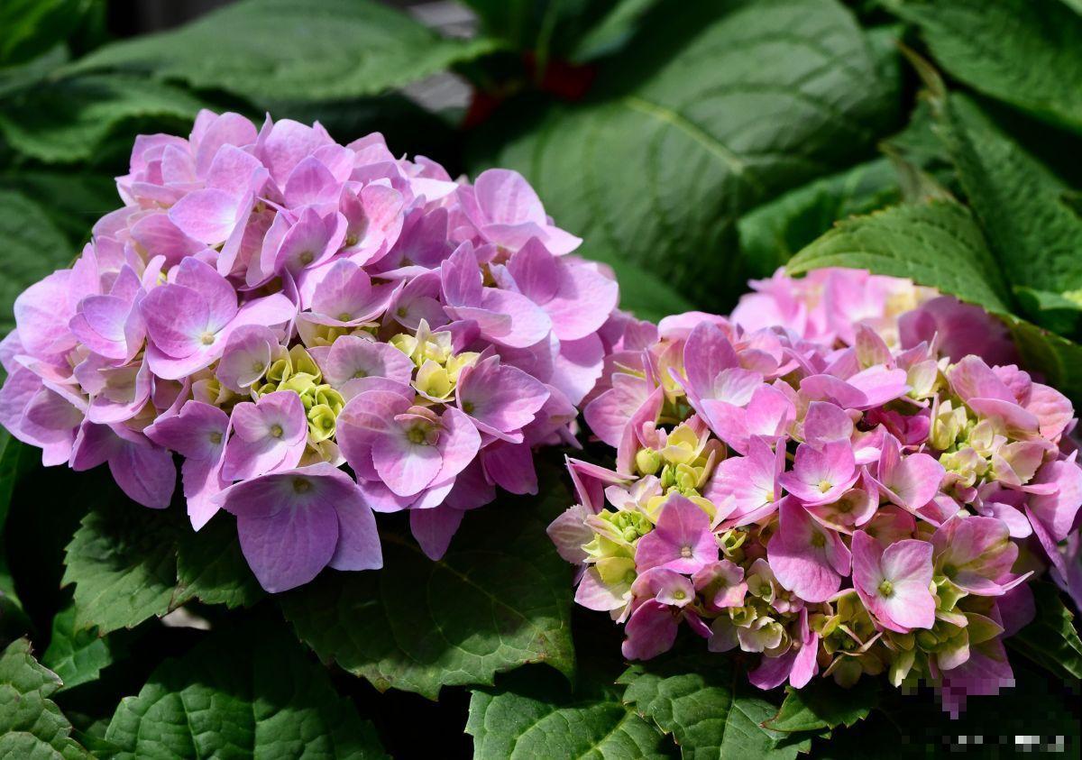 八仙花叶子发黄怎么办 八仙花叶子发黄怎么办