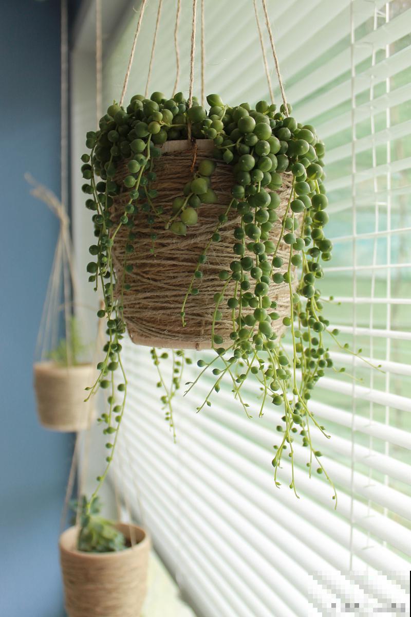 佛珠吊兰怎么养才能更旺盛 佛珠吊兰怎么养才能更旺盛