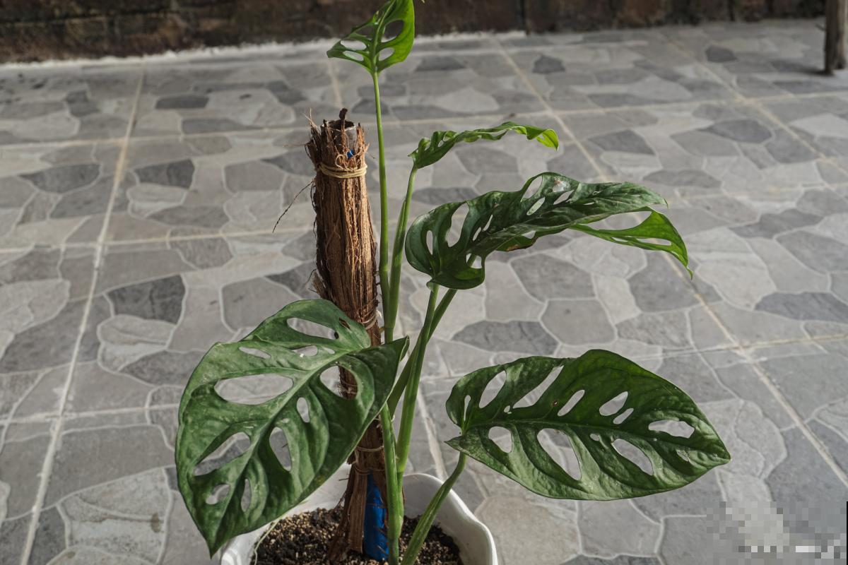 滴水观音施什么肥最好