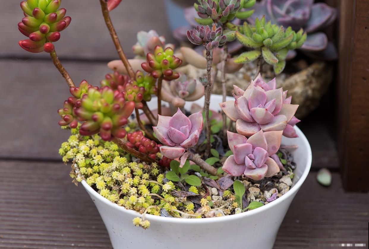 多肉秀妍怎么养护会更漂亮