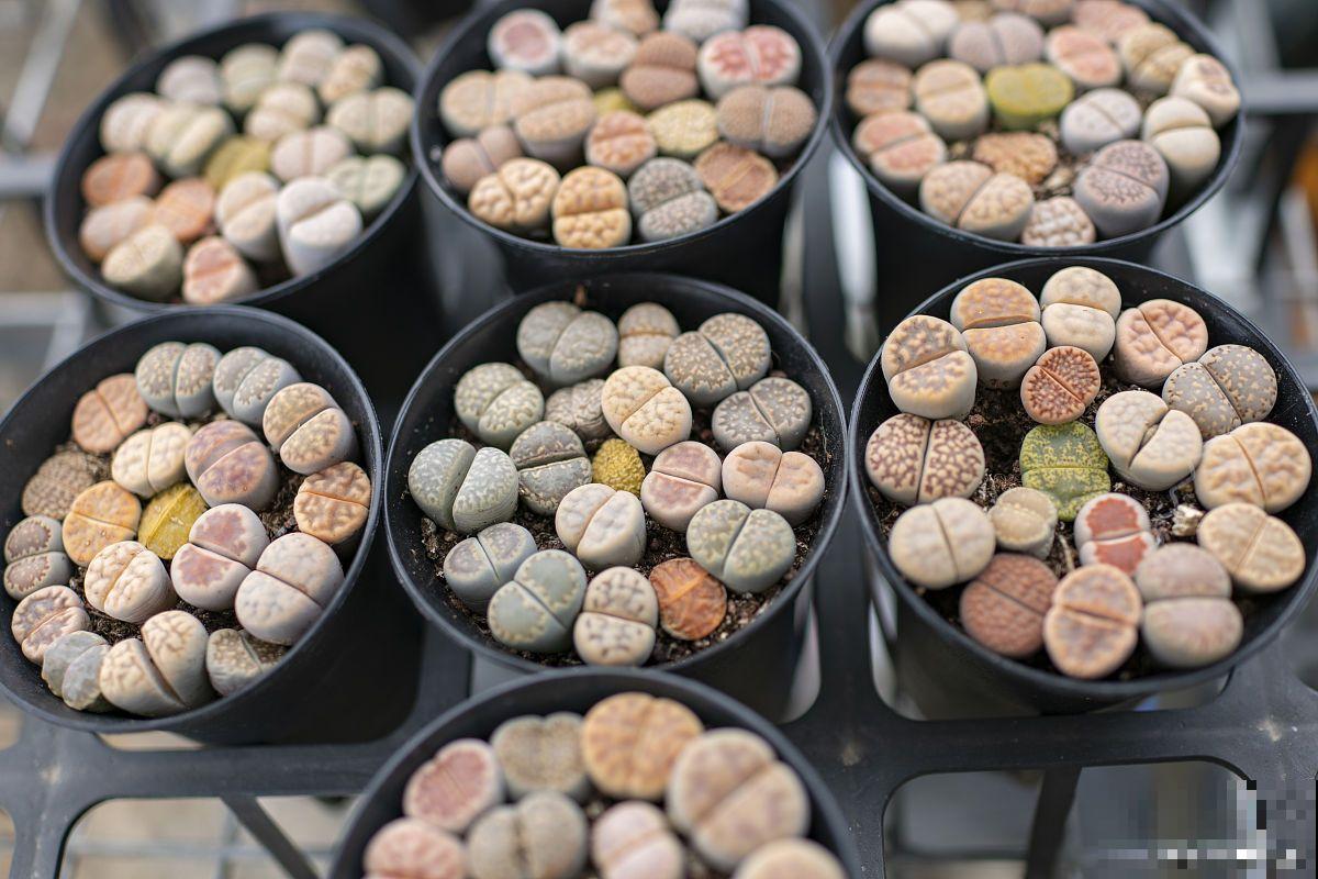 生石花烂根了怎么办 生石花烂根了怎么办