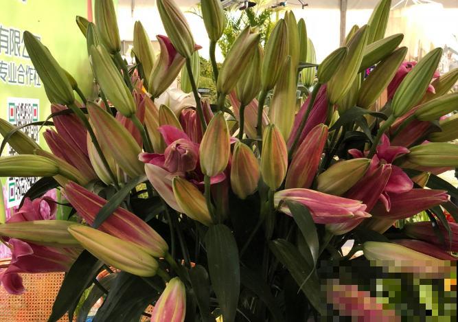 百合花水养，注意这4点，花开时间长