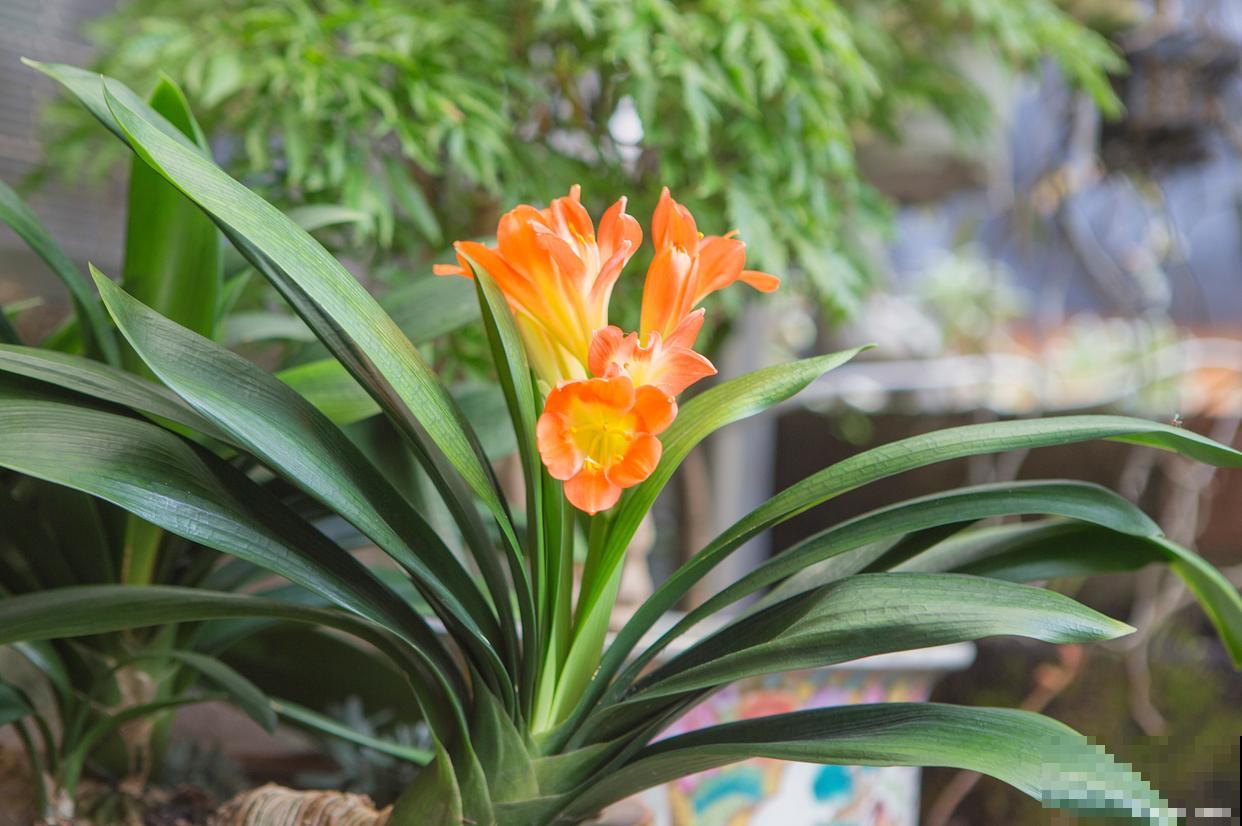 君子兰割头之后如何养