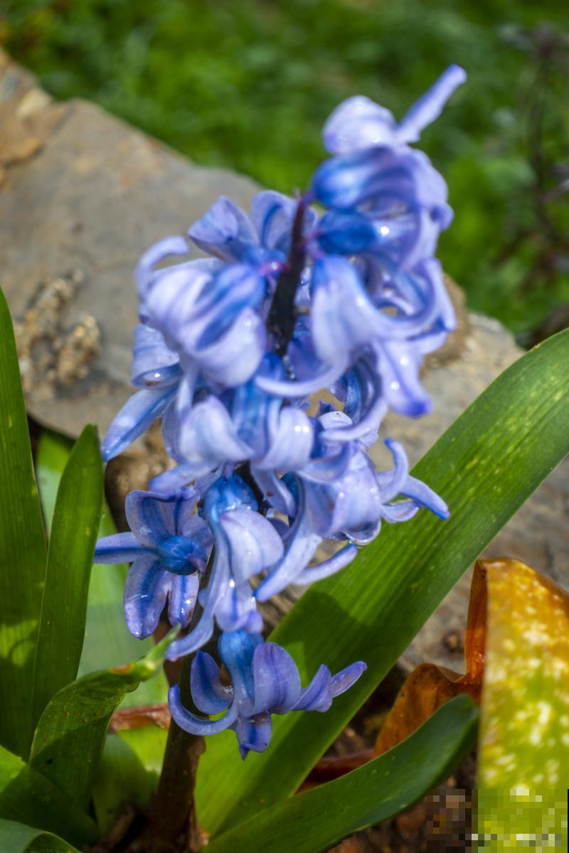 风信子有什么颜色
