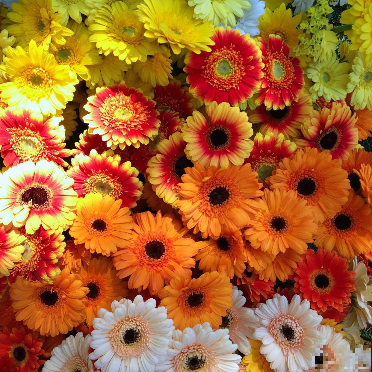 非洲菊可以养多久 非洲菊可以养多久