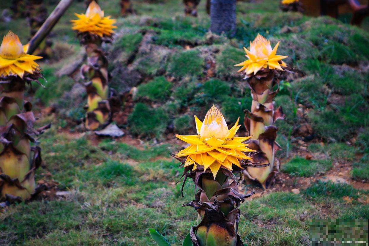 地涌金莲什么时候开花