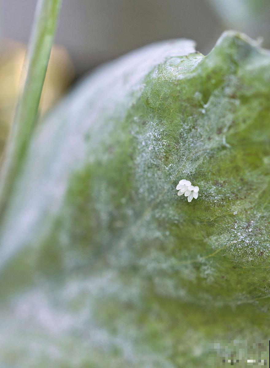 散尾葵介壳虫怎么治