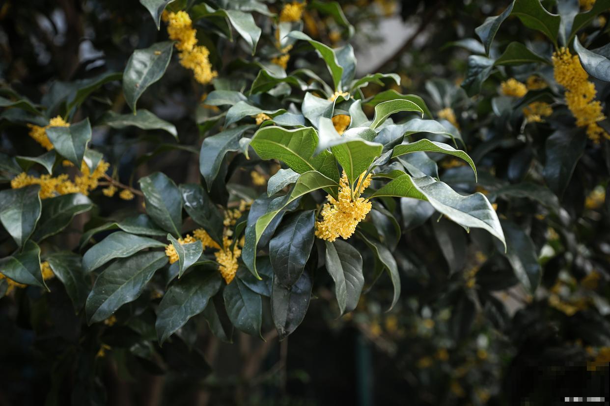 桂花树什么时候移栽最好
