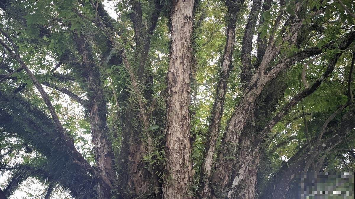 风化土可以种什么植物