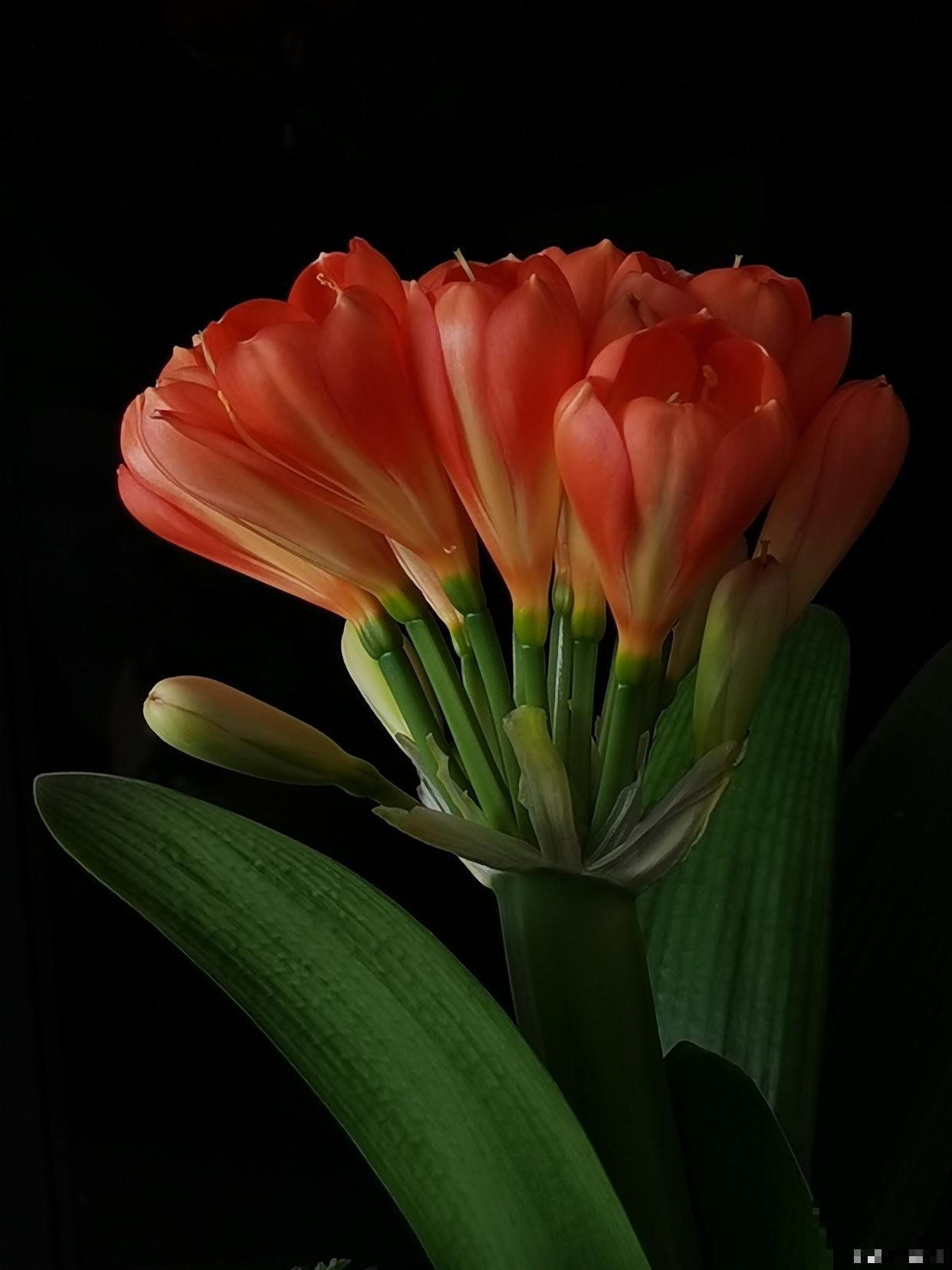 如何给君子兰授粉 如何给君子兰授粉