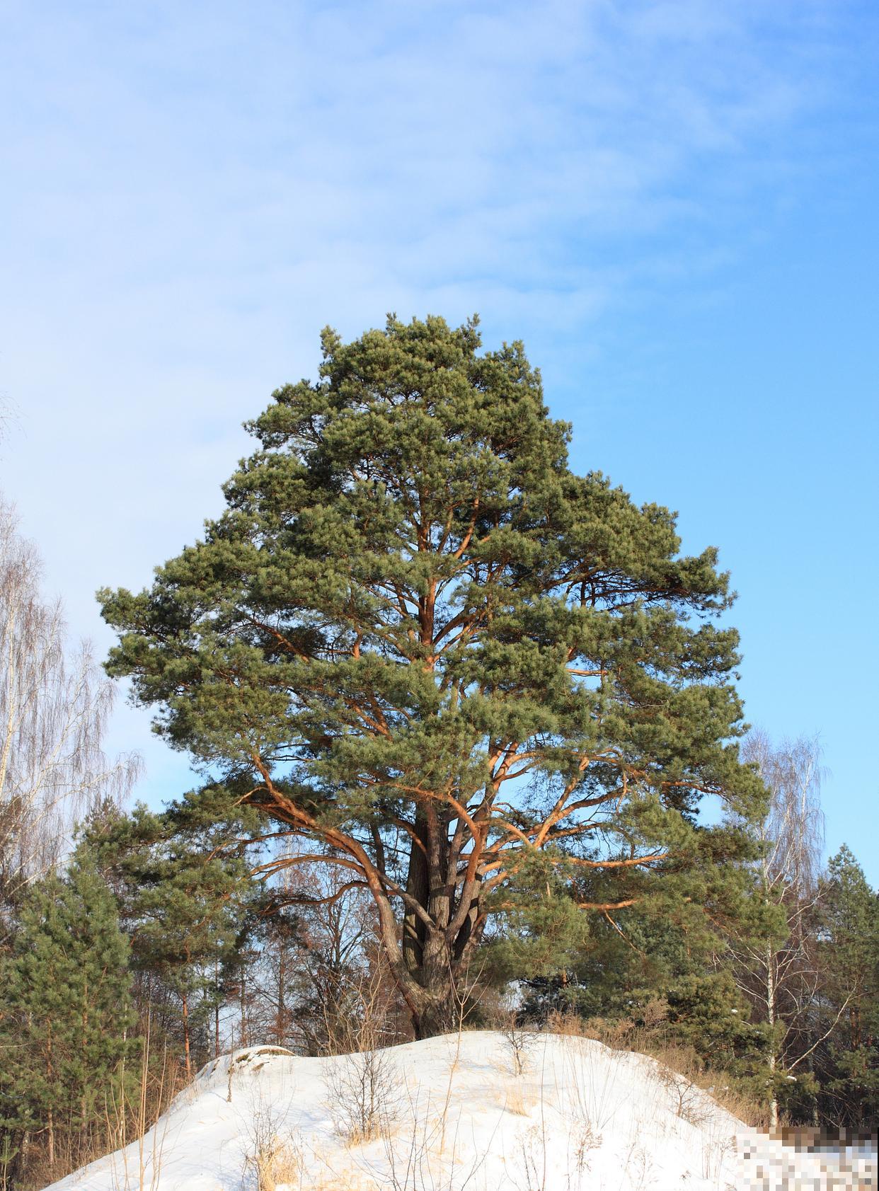 松树为什么一年常绿 松树为什么一年常绿