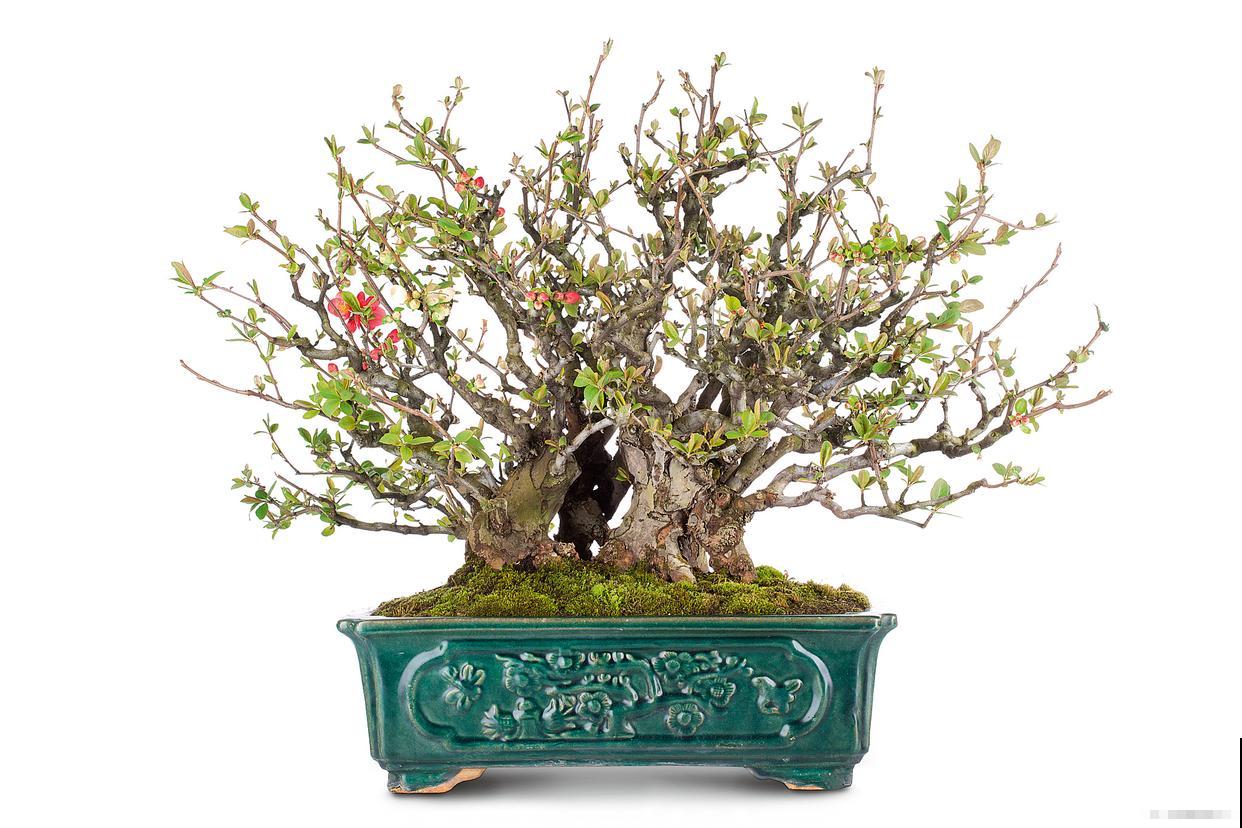 北方适合种什么盆景