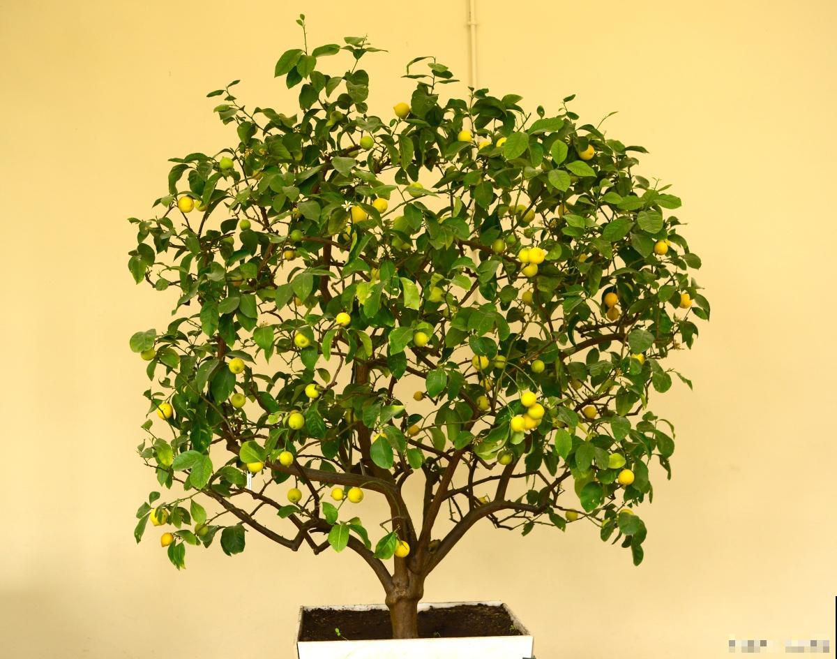 金桔花盆栽叶子卷了怎么救 金桔花盆栽叶子卷了怎么救