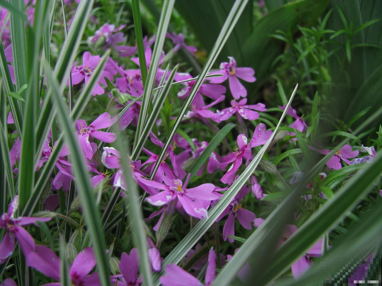 韭菜莲不出怎么办