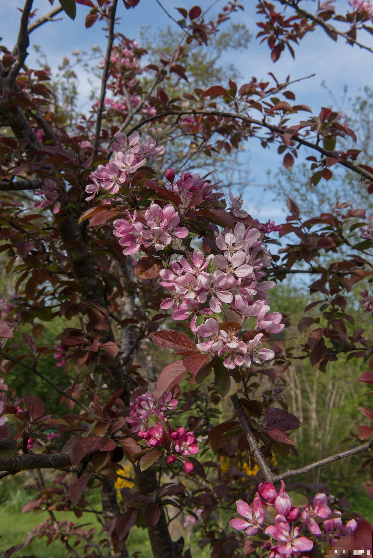 紫叶李开什么颜色的花