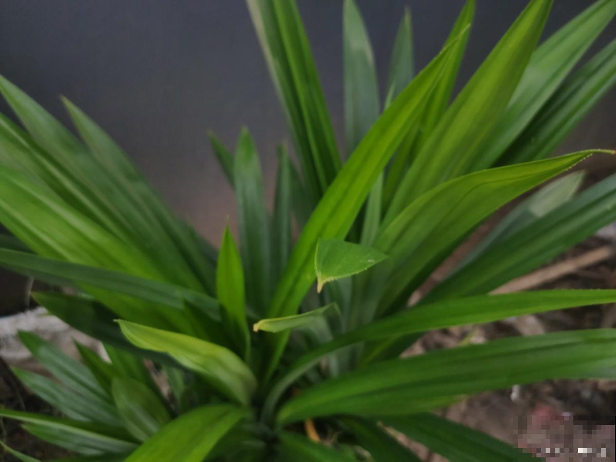 宽叶兰花怎么养? 宽叶兰花怎么养?