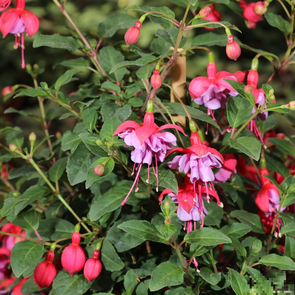 吊金钟花怎么养? 吊金钟花怎么养?