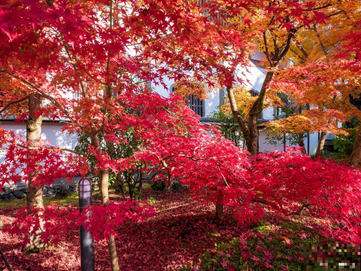 红枫能扦插繁殖吗