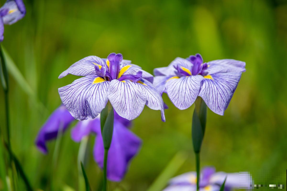 鸢尾花怎么繁殖？