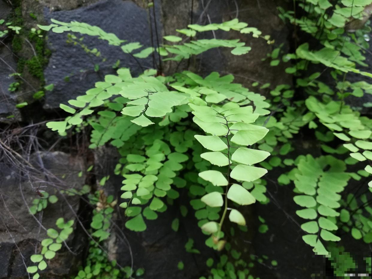 大花盆栽什么花好看