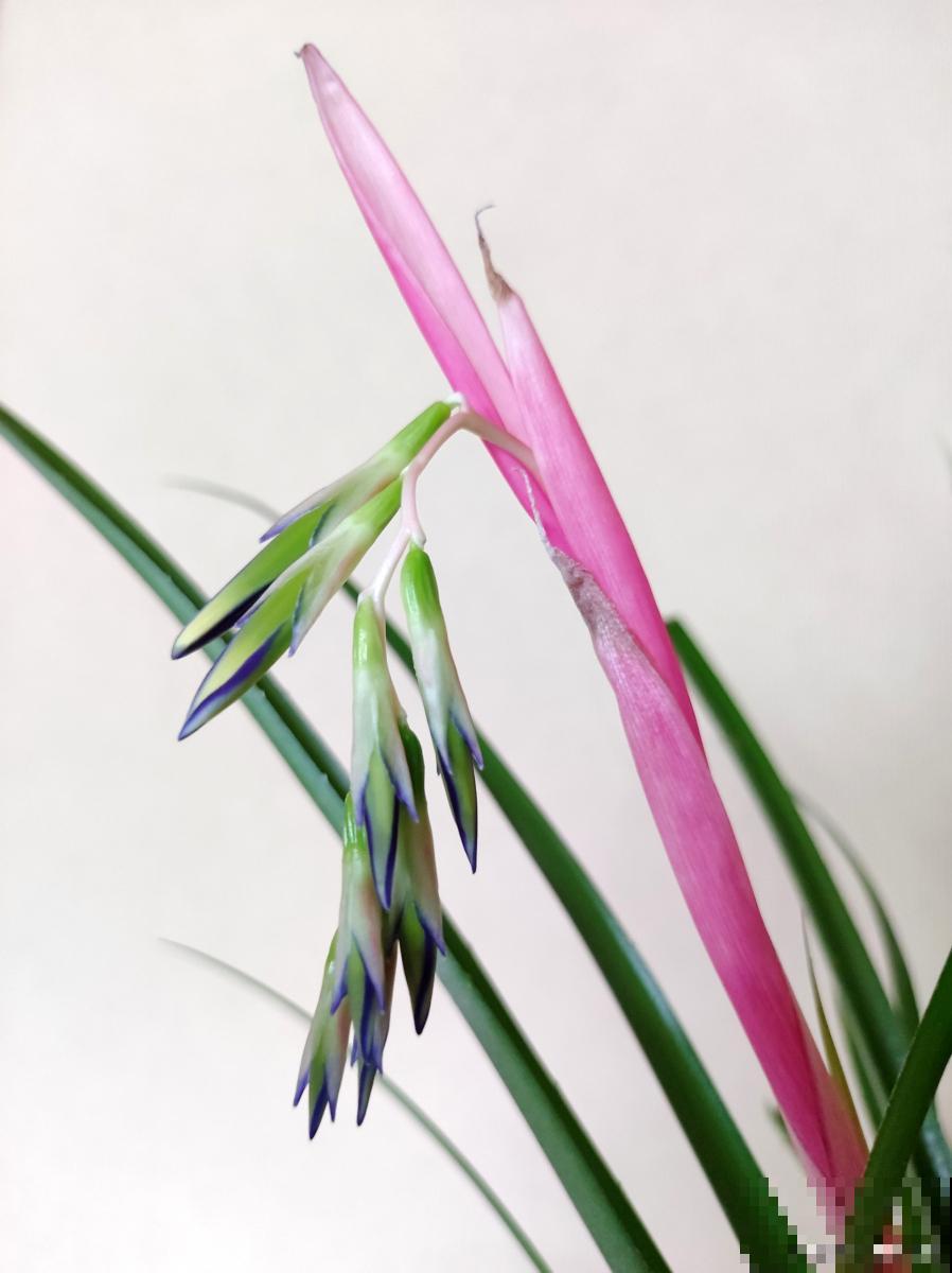 铁兰花怎么繁殖？