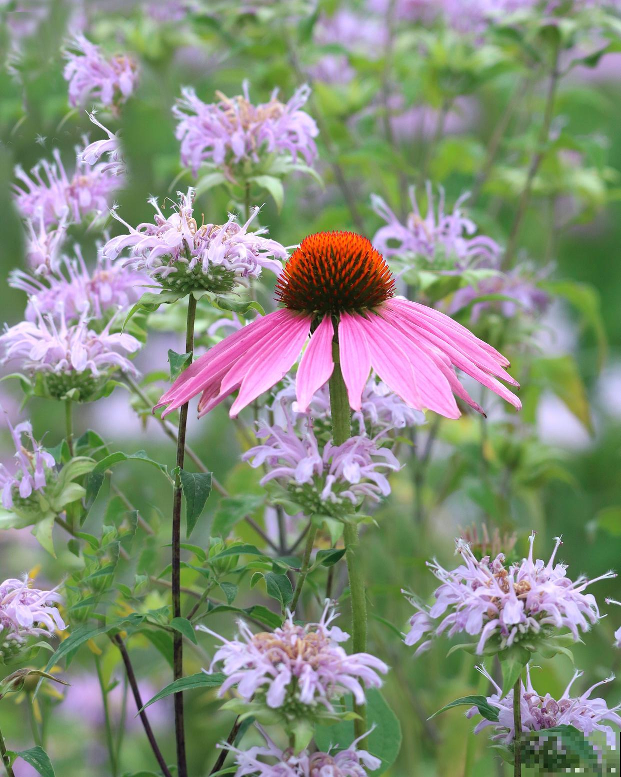 露地宿根花卉有哪些
