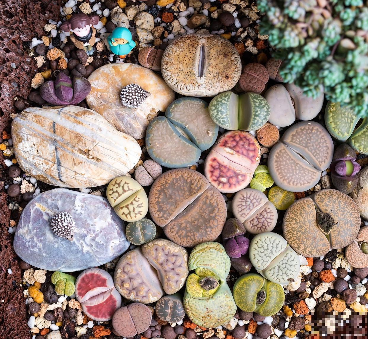 生石花脱皮怎么养护