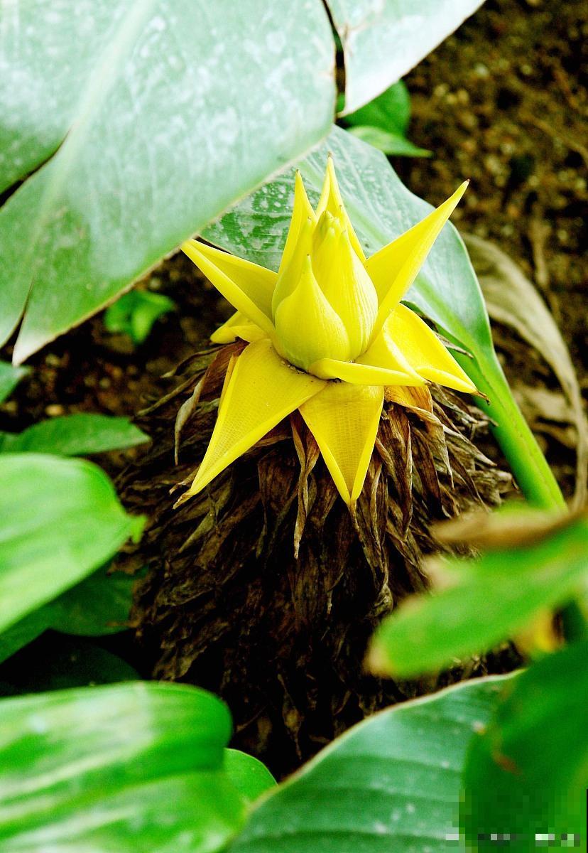 地涌金莲什么时候开花