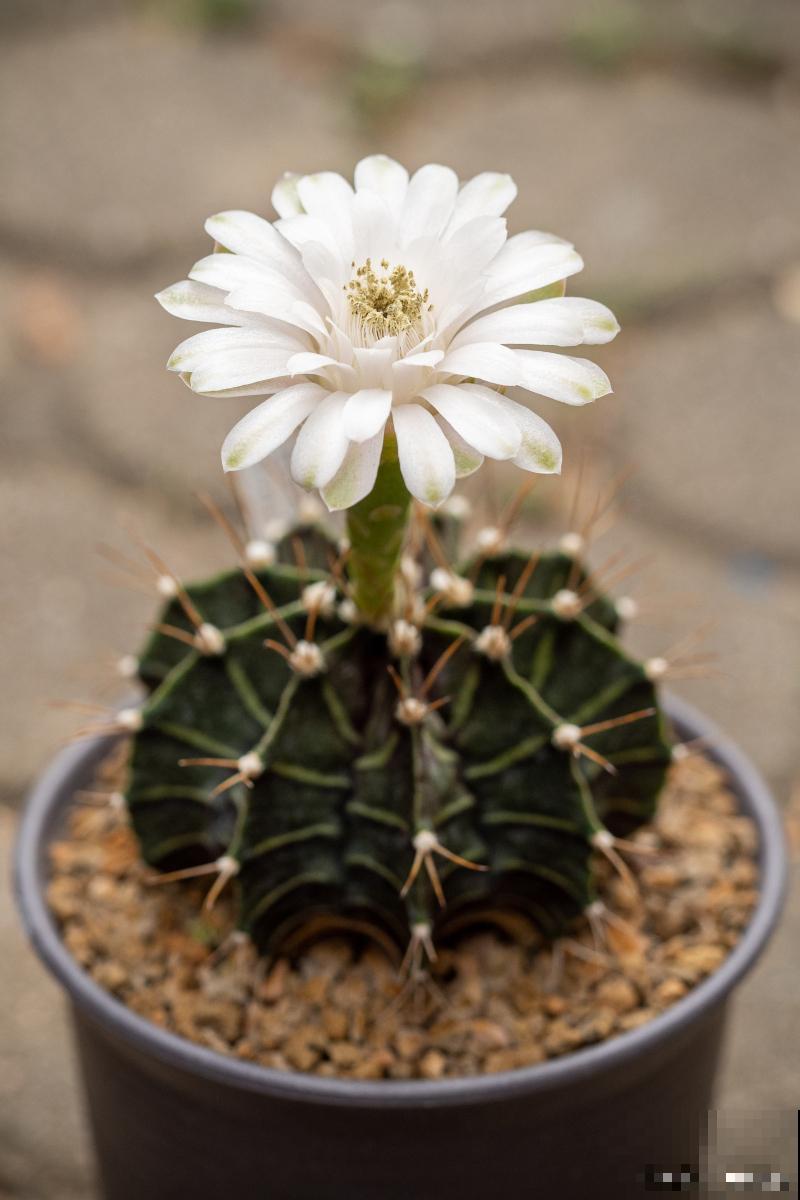 玉翁仙人球怎么浇水