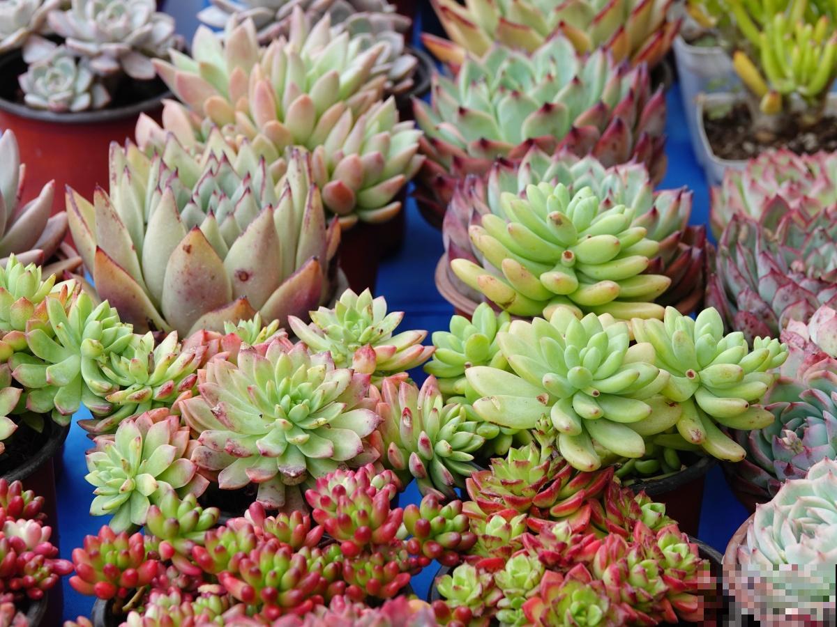 多肉被晒伤了怎么处理