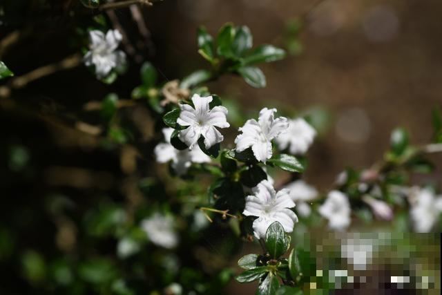 六月雪如何修剪? 六月雪如何修剪?