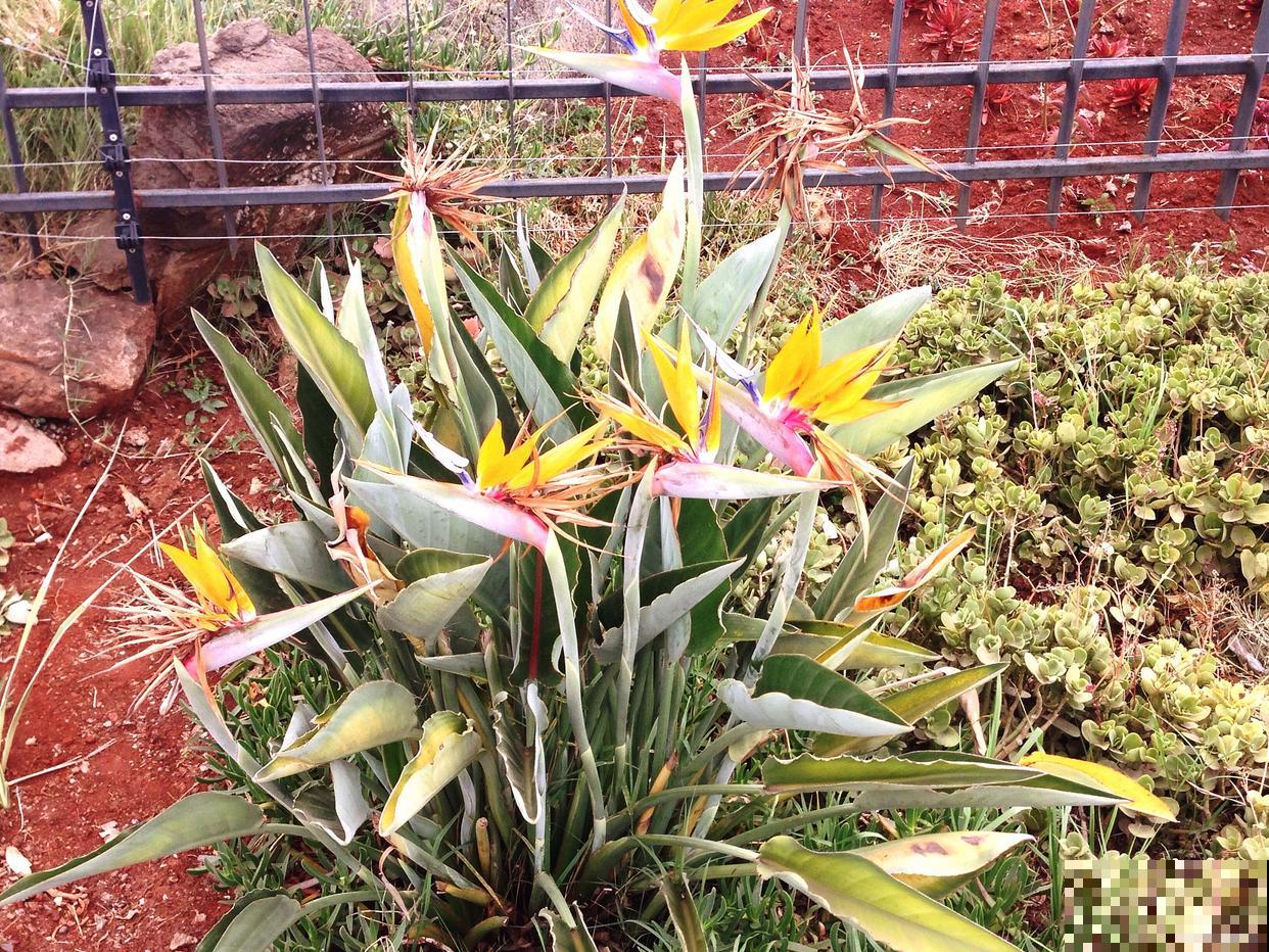 天堂鸟移栽注意事项