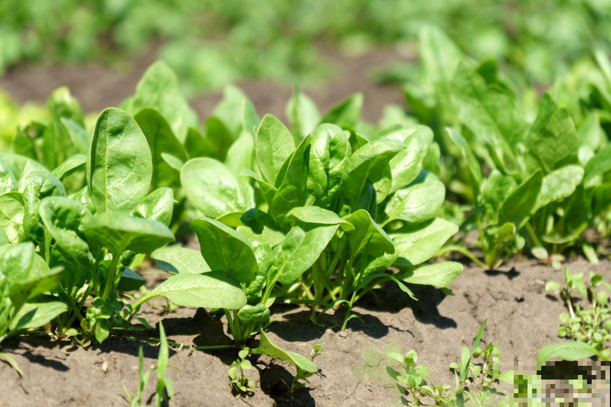 波菜如何种植方法 波菜如何种植方法