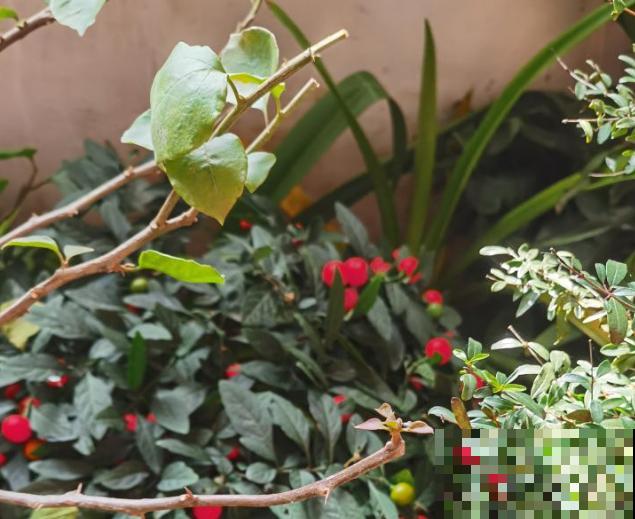 樱桃盆景养殖，知道这4点，阳台也能养