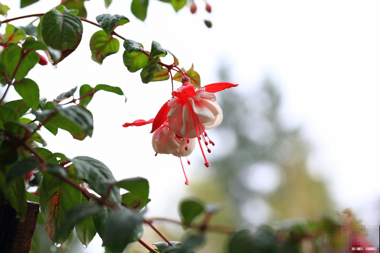 倒挂金钟怎么种植