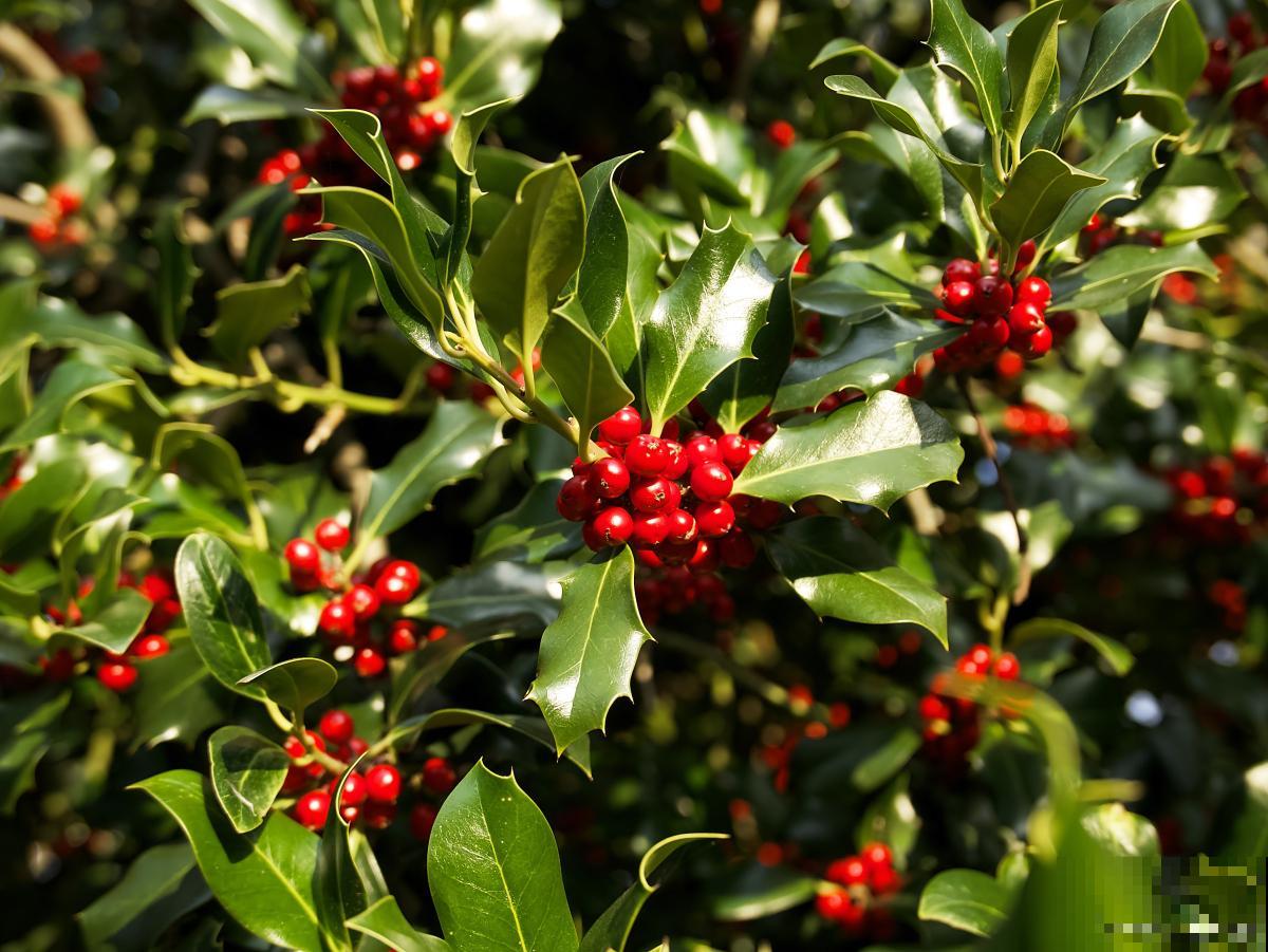 冬青什么时候开花