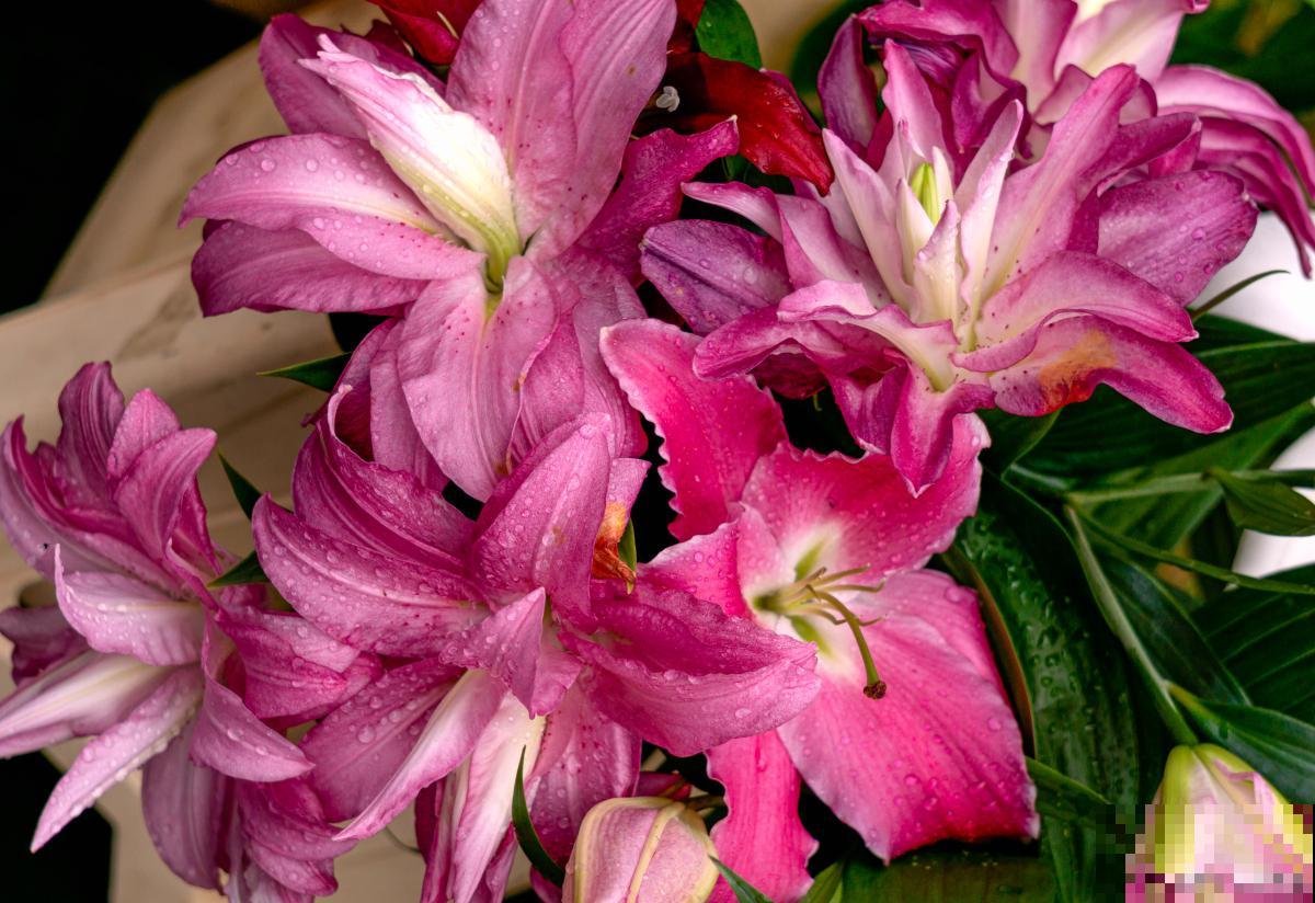 花坛花卉有哪些？