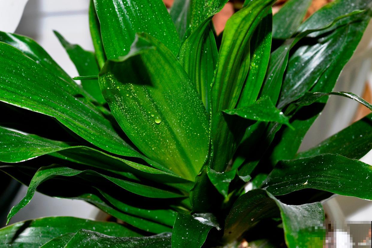 春季怎么移栽万年青 春季怎么移栽万年青