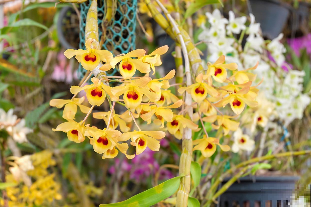 秋天开花的兰花有哪些