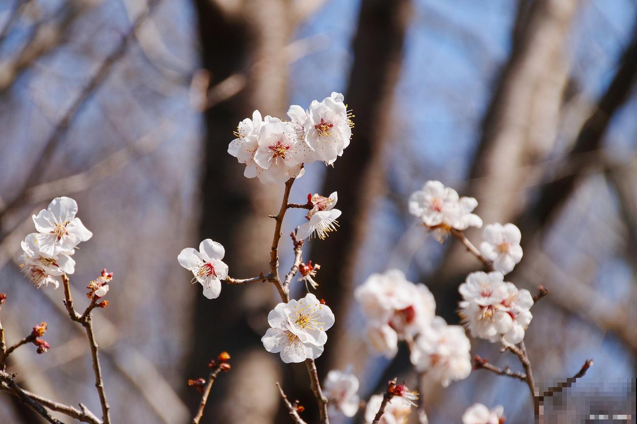 白梅什么时候开花